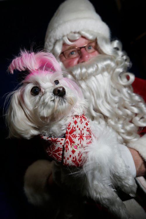 JOHN WOODS / WINNIPEG FREE PRESS
JoJo, an 8 year old Maltese, posed for a photo with Santa when she came by the Free Press with her owner Bill Mitchell  Sunday, November 20, 2016. 


