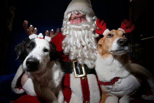 JOHN WOODS / WINNIPEG FREE PRESS
Harley and Keesha posed for a photo with Santa when when they came by the Free Press with their owner Linda Nelson Sunday, November 20, 2016.