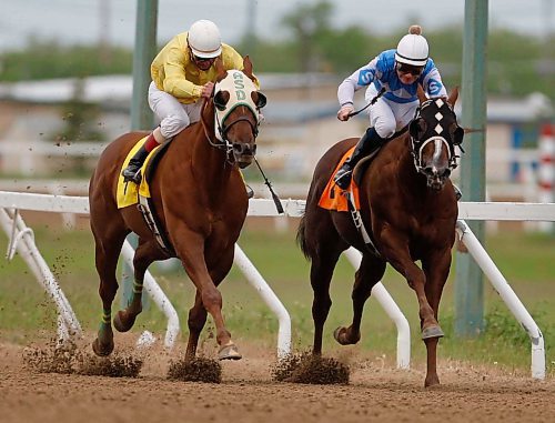 BORIS MINKEVICH / WINNIPEG FREE PRESS  080615 Horse #4 Ronaldino wins the Free Press race at the downs. The favored horse #7 Lookinforthesecret came second.
