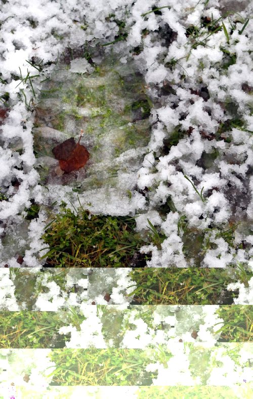WAYNE GLOWACKI / WINNIPEG FREE PRESS
 49.8 Slush photo page. Green grass pokes up in a winter boot footprint on the boulevard Sherburn St. after the overnight snowfall on Tuesday. November 29 2016