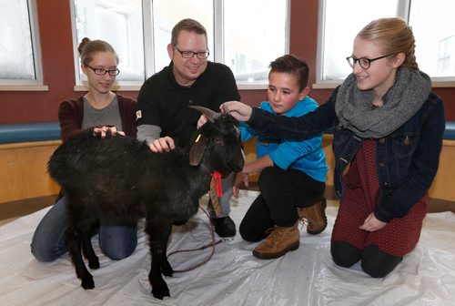 
WAYNE GLOWACKI / WINNIPEG FREE PRESS

World Vision spokesperson Chris Schroeder made a special stop Tuesday to visit students from Linden Christian School with Eddy the goat on his annual Christmas tour. Students at the school annually raise about $15,000 for the World Vision Gift Catalogue as part of their focus on being  Compassionate Community Members. From left, Nikki Gilmour, grade 8, Caelan Cook, grade 8  and Jenna Allison, grade 12 had a chance to pet one of the same kind of animals their school has  given as gifts to families in developing countries every year.Dec. 6 2016