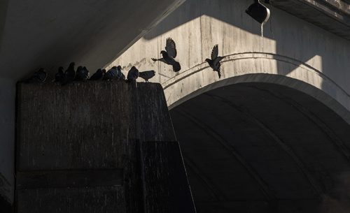 MIKE DEAL / WINNIPEG FREE PRESS
Birds try to find a sunny spot on the Norwood Bridge as humidity rises off a freezing Red River Sunday morning. Temperatures were hovering around -20C.
161211 - Sunday, December 11, 2016.