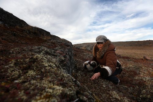 JOHN WOODS / WINNIPEG FREE PRESS
Cheryl Cook of the Jessie Oanark Centre picks cranberries on the tundra just outside Baker Lake September 23, 2016
