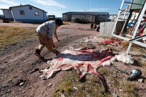 JOHN WOODS / WINNIPEG FREE PRESS
Martha Paungrat tends to two caribou that her son brought home from a hunt in Baker Lake September 23, 2016
