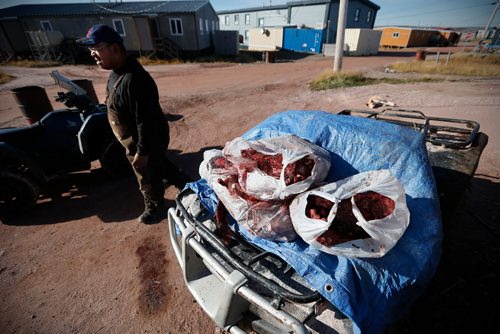 JOHN WOODS / WINNIPEG FREE PRESS
Simon Mariq leaves meat out for neighbours from two caribou that his son brought home from a hunt in Baker Lake September 23, 2016
