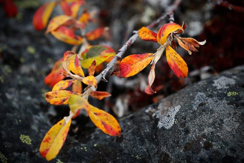 JOHN WOODS / WINNIPEG FREE PRESS
Life on the tundra just outside Baker Lake September 24, 2016
