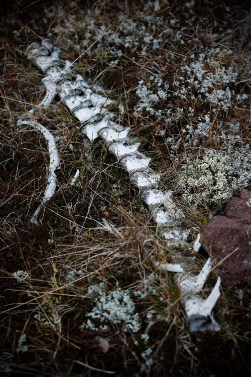 JOHN WOODS / WINNIPEG FREE PRESS
Life on the tundra just outside Baker Lake September 24, 2016
