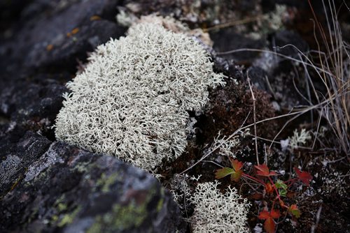 JOHN WOODS / WINNIPEG FREE PRESS
Life on the tundra just outside Baker Lake September 24, 2016
