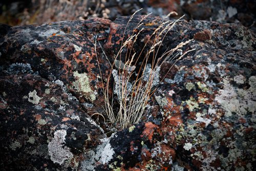 JOHN WOODS / WINNIPEG FREE PRESS
Life on the tundra just outside Baker Lake September 24, 2016
