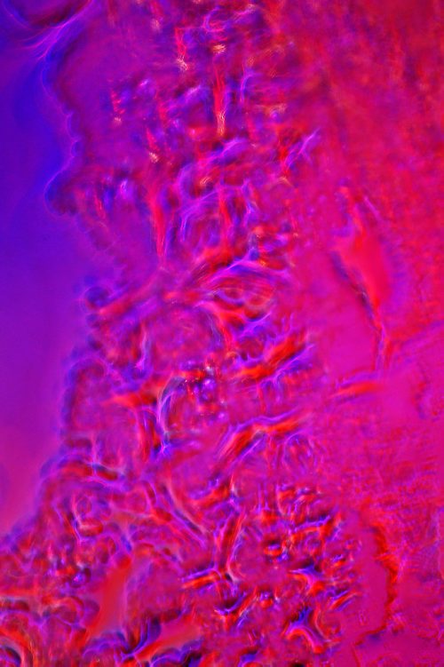 JOHN WOODS / WINNIPEG FREE PRESS
Abstract image of Christmas lights at 503 Kildare seen through water/ice on glass Tuesday, December 20, 2016.