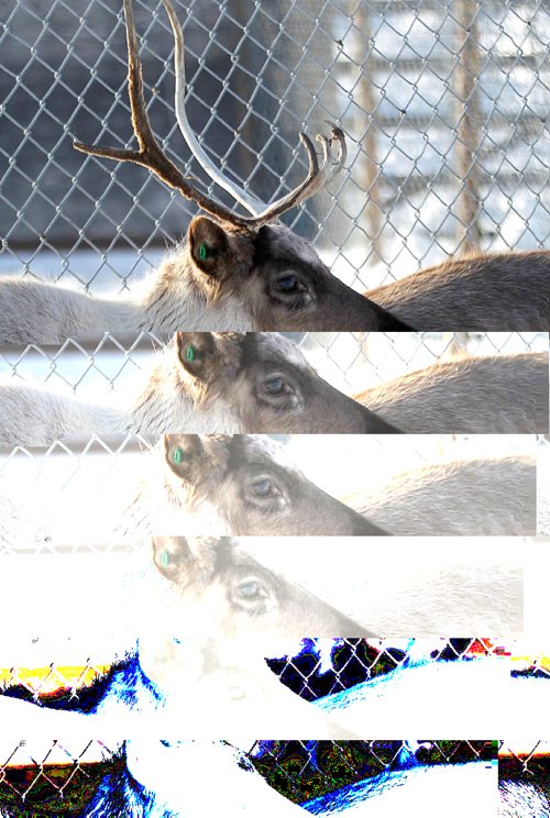 PHIL HOSSACK / WINNIPEG FREE PRESS -  A pair of Assinaboine Park's Reindeer herd stare back at the camera Thursday afternoon as the Zoo prepares to welcone visitors over the holidays. These guys have Christmas eve off as part of the Zoo's herd. Starting Friday Kids are free (See story / release) - December 20, 2016