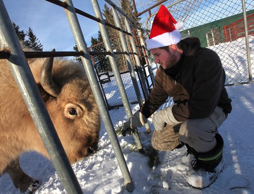 PHIL HOSSACK / WINNIPEG FREE PRESS -  Assinaboine Park Zookeeper Craig Stephani gives Blizzard, the albino Bison a lil extra lovin Thursday afternoon as the Zoo prepares to welcone visitors over the holidays. Starting Friday Kids are free (See story / release) - December 20, 2016