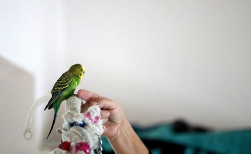 TREVOR HAGAN / WINNIPEG FREE PRESS
Melanie Shura, president of Avian Welfare Canada Inc, and MacGyver, the budgie, who last winter had been living outside last winter before being taken in by a flock of sparrows. MacGyver had to have a leg amputated last week, Friday, December 23, 2016.