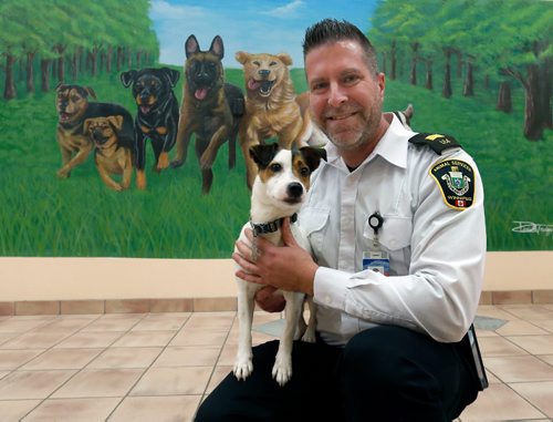 WAYNE GLOWACKI / WINNIPEG FREE PRESS 

  Leland Gordon, COO Animal Services Agency holds Jingles, a four year old male Jack Russell Terrier mix available for adoption. The photo was taken by the mural in the lobby of Animal Services.  He was found wondering the streets of Winnipeg. This for story is about zero-tolerance pet licensing in Winnipeg.  Ashley Prest story Jan.3 2017
