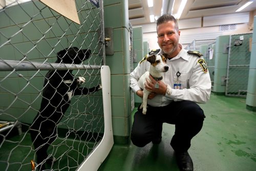WAYNE GLOWACKI / WINNIPEG FREE PRESS 

  Leland Gordon, COO Animal Services Agency holds Jingles, a four year old male Jack Russell Terrier mix available for adoption. He was found wondering the streets of Winnipeg. The dog at left is also available for adoption. This for story is about zero-tolerance pet licensing in Winnipeg.  Ashley Prest story Jan.3 2017
