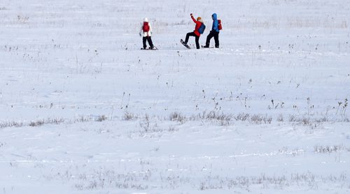TREVOR HAGAN / WINNIPEG FREE PRESS
From left, Julie Chih-Yu Chen, Alexandra Kuznetsova, and Sergey Pochikovskiy snowshoeing at the Living Prairie Museum, Sunday, January 8, 2017
