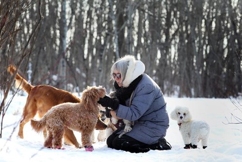 RUTH BONNEVILLE / WINNIPEG FREE PRESS

Caroline Woolston plays with some of the dogs she walks at Brenda Leipsic Dog Park where she walks with them everyday for their owners.  Woulston loves dogs so much she decided to start a small dog walking/sitting business  a few years ago which she finds very rewarding.  

Standup photo 
 Jan 10, 2017