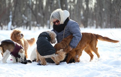 RUTH BONNEVILLE / WINNIPEG FREE PRESS

Caroline Woolston plays with some of the dogs she walks at Brenda Leipsic Dog Park where she walks with them everyday for their owners.  Woulston loves dogs so much she decided to start a small dog walking/sitting business  a few years ago which she finds very rewarding.  

Standup photo 
 Jan 10, 2017
