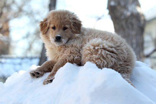RUTH BONNEVILLE / WINNIPEG FREE PRESS

Two month old  Golden Retriever - Ruffin, enjoys hanging out on a snow bank in her back yard as warmer temperatures make it more pleasant to play outside with her owner Saturday.  
Standup photo 
 Jan 14, 2017