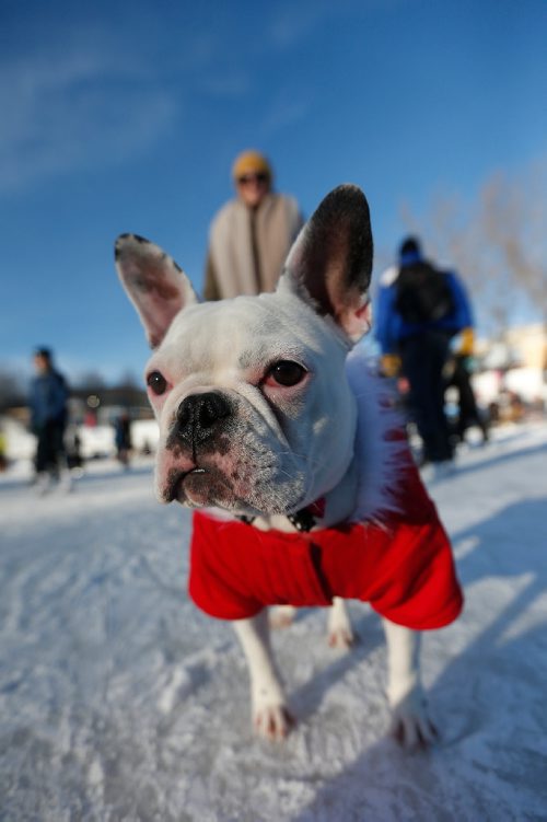 JOHN WOODS / WINNIPEG FREE PRESS
Claire Nolan and her seven month old French Bulldog, Casino, enjoy the great weather on The Forks river trail Sunday, January 15, 2017.