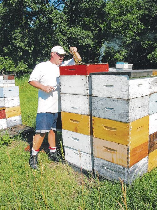 Canstar Community News July 24, 2013 - Bee keeper Phil Veldhuis removes the top blanket in one of his hives near Starbuck. (ANDREA GEARY/CANSTAR)
