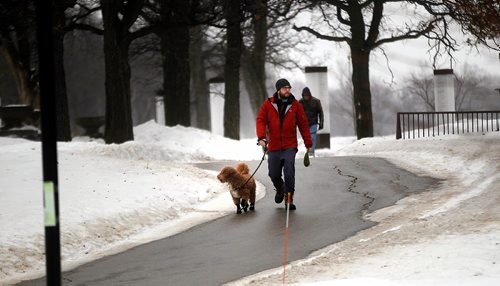 PHIL HOSSACK / WINNIPEG FREE PRESS - Pedestrians and Pooches enjoy the snow and ice free walkways through Assinaboine Park Friday. See story re: Beet juice saline solution used to keep the walkways clear. .....See story.  ....January 20, 2017