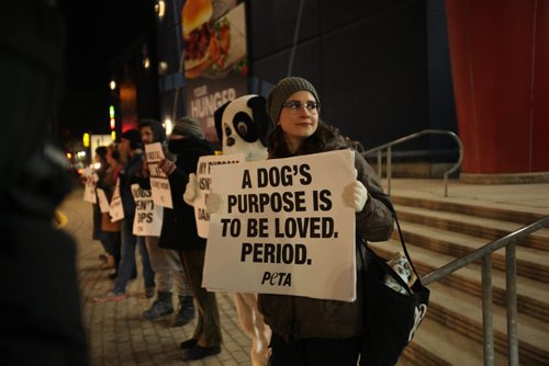 RUTH BONNEVILLE / WINNIPEG FREE PRESS

PETA spokesperson, Emily Lavender holds a protest sign along with her supporters outside Scotiabank Theatre at Polo Park Friday night prior to the opening night of the movie of "A Dog's Purpose".  


 Jan 27, 2017