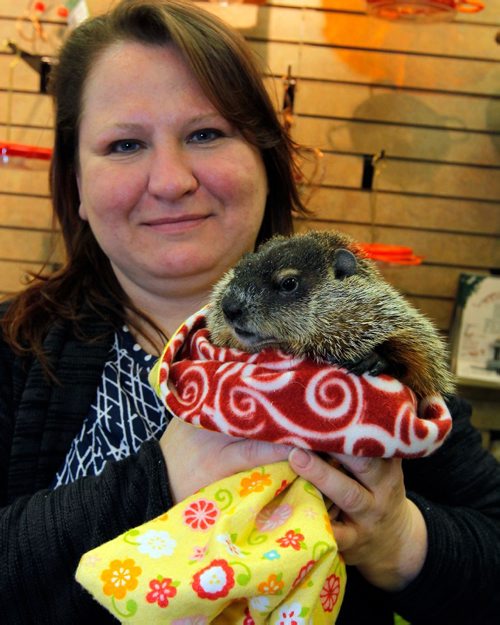 BORIS MINKEVICH / WINNIPEG FREE PRESS
GROUNDHOG DAY - Curator of Ambassador Training and Behavioral Husbandry - Prairie Wildlife Rehabilitation Cantre Sheila Smith holds Wyn, the 8.5 month old groundhog, who predicted that there will be 6 more weeks of winter. She didn't actually see her shadow but was exhibiting sleepy behaviour.  Wyn was a rescued by Prairie Wildlife Rehabilitation Centre. The event was at Wild Birds Unlimited Store located at 45 - 11 Reenders Drive. Feb. 2, 2017