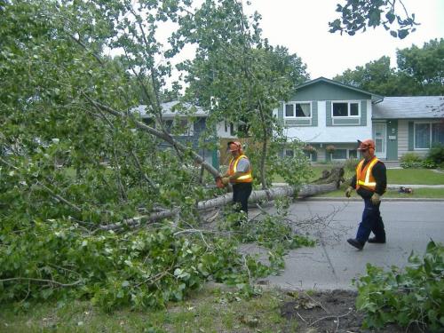 Just thought we'd send you some photos of a huge tree that got blown down by the winds this morning. It covered the width of Cullen road near Dale blvd.  Photo by Leslye Baldam for Winnipeg Free Press