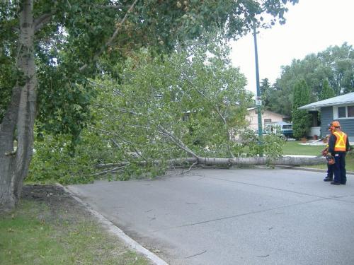Just thought we'd send you some photos of a huge tree that got blown down by the winds this morning. It covered the width of Cullen road near Dale blvd.  Photo by Leslye Baldam for Winnipeg Free Press