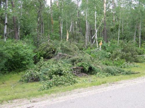 Subject: pictures of damage caused by tornado The Manitoba Hydro had to cut some trees as some of the downed trees caused a 1 1/2 hour power outage. I will look on the website of Buffalo Point to see if they have a map of the area. Photo by Anita Perron for Winnipeg Free Press