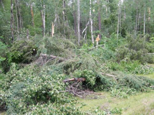 Subject: pictures of damage caused by tornado The Manitoba Hydro had to cut some trees as some of the downed trees caused a 1 1/2 hour power outage. I will look on the website of Buffalo Point to see if they have a map of the area. Photo by Anita Perron for Winnipeg Free Press