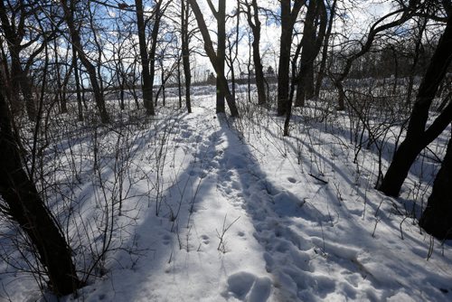 WAYNE GLOWACKI / WINNIPEG FREE PRESS
Footprints in the snow leading from the U.S. border to Emerson, Mb, this  path was used by refugee claimants.    Bill Redekop story Feb. 17  2017