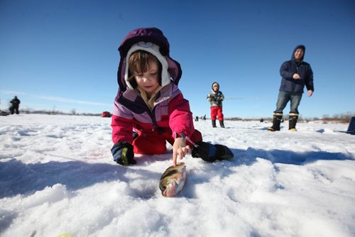 RUTH BONNEVILLE / WINNIPEG FREE PRESS

Three-year-old Emma Nachtigall takes her kit off to touch the scales of a perch fish that her brother, Markus (6yrs) caught while ice fishing with their dad, Scott on Devonian Lake at Fort Whyte Saturday.  
Standup photo.
Feb 18, 2017
