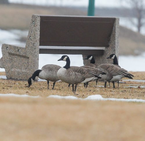 BORIS MINKEVICH / WINNIPEG FREE PRESS
Some Canada Geese find some bare ground to graze on near the Red River north of Winnipeg in Lockport, MB. ASHLEY PREST SPORY March 6, 2017 170306