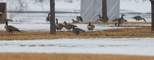 BORIS MINKEVICH / WINNIPEG FREE PRESS
Some Canada Geese find some bare ground to graze on near the Red River north of Winnipeg in Lockport, MB. ASHLEY PREST SPORY March 6, 2017 170306