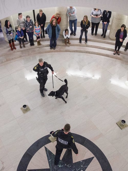 MIKE DEAL / WINNIPEG FREE PRESS
Winnipeg Police Patrol Sergeant Wally Antoniuk with K-9 Officer Jester and Patrol Sergeant Shawn Lowry (bottom) inside the Manitoba Legislative Building during a demonstration.
Members of the Winnipeg Police Service K-9 Unit and a therapy horse from Cloud 9 stables conduct demonstrations at the Manitoba Legislative building in support of Provincial Bill 201 which is up for debate in the Manitoba Legislature.
170307 - Tuesday, March 07, 2017.