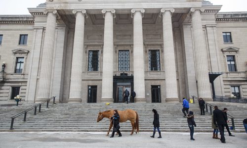 MIKE DEAL / WINNIPEG FREE PRESS
Therapy horse Arnie is led by a participant during a demonstration outside the Manitoba Legislative Building.
Members of the Winnipeg Police Service K-9 Unit and a therapy horse from Cloud 9 stables conduct demonstrations at the Manitoba Legislative building in support of Provincial Bill 201 which is up for debate in the Manitoba Legislature.
170307 - Tuesday, March 07, 2017.