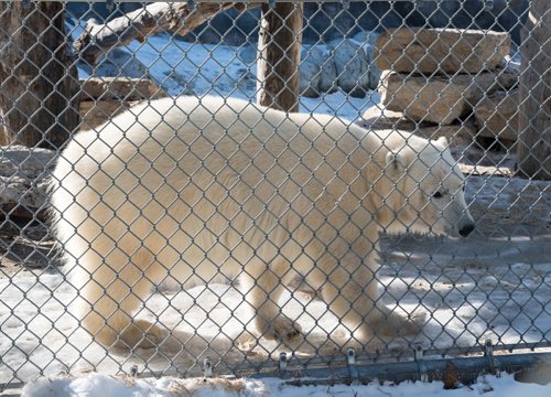 DAVID LIPNOWSKI / WINNIPEG FREE PRESS

Juno the polar bear arrived last week from the Toronto Zoo, and is now on exhibit in her outdoor enclosure at the Leatherdale International Polar Bear Conservation CentreFriday March10, 2017 at the Assiniboine Park Zoo.