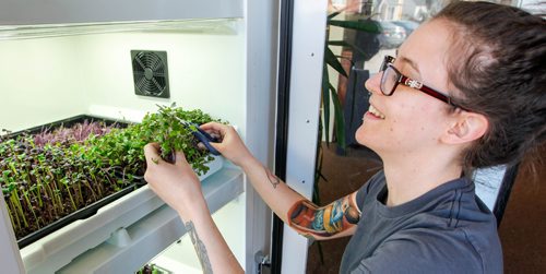 BORIS MINKEVICH / WINNIPEG FREE PRESS
RESTO REVIEW - The Village Diner at 510 Sargent Ave. 
There's  a hydroponic grow unit in the dining room filled with microgreens. Here server Hannah Craig clips off some for a meal about to be served. March 13, 2017 170313