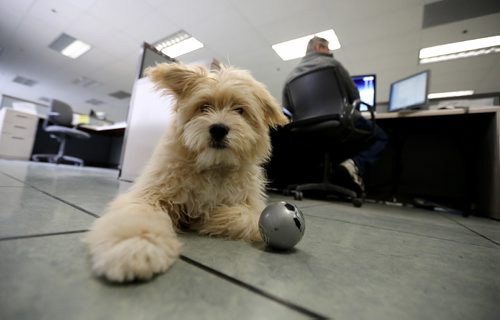 TREVOR HAGAN / WINNIPEG FREE PRESS
Oliver, a dog owned by Leesa Dahl, at the Free Press office, Friday, March 24, 2017.