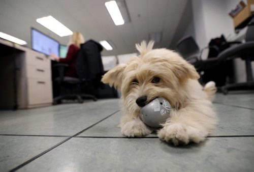 TREVOR HAGAN / WINNIPEG FREE PRESS
Oliver, a dog owned by Leesa Dahl, at the Free Press office, Friday, March 24, 2017.
