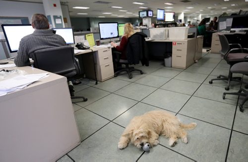 TREVOR HAGAN / WINNIPEG FREE PRESS
Oliver, a dog owned by Leesa Dahl, at the Free Press office, Friday, March 24, 2017.