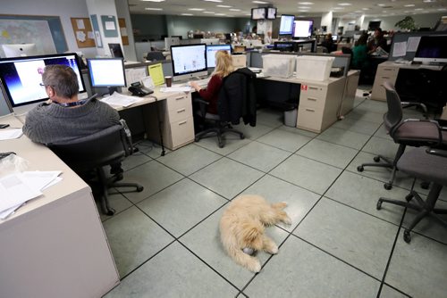 TREVOR HAGAN / WINNIPEG FREE PRESS
Oliver, a dog owned by Leesa Dahl, at the Free Press office, Friday, March 24, 2017.