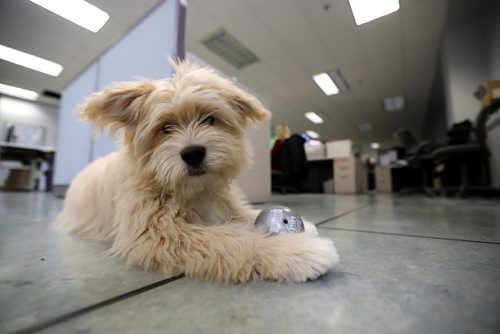 TREVOR HAGAN / WINNIPEG FREE PRESS
Oliver, a dog owned by Leesa Dahl, at the Free Press office, Friday, March 24, 2017.
