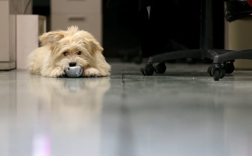 TREVOR HAGAN / WINNIPEG FREE PRESS
Oliver, a dog owned by Leesa Dahl, at the Free Press office, Friday, March 24, 2017.