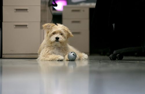 TREVOR HAGAN / WINNIPEG FREE PRESS
Oliver, a dog owned by Leesa Dahl, at the Free Press office, Friday, March 24, 2017.