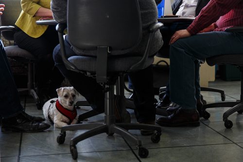 MIKE DEAL / WINNIPEG FREE PRESS
Bogey sits under the table while Winnipeg Free Press staff Doug Spiers, Gord Sinclair Jr., Shannon Sampert, Dan Lett and Carl DeGures conduct a meeting in the newsroom. The Free Press is starting an experiment, allowing employees to bring their dog into work. 
170320 - Monday, March 20, 2017.