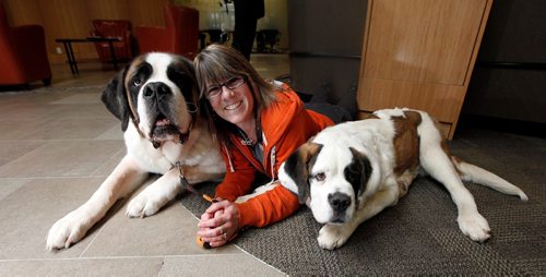 PHIL HOSSACK / WINNIPEG FREE PRESS  -  Handler Laurie Kieth poses with her St Bernards, six yr old  Gallagher (left) and 6 month old pup Lily. See Doug Speirs story.  (and yes that's dog slobber on my lens making the smudge) -  March 30, 2017