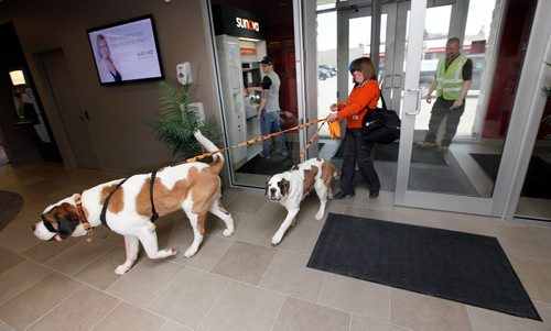 PHIL HOSSACK / WINNIPEG FREE PRESS - Handler Laurie Kieth with St Bernards Gallagher (6yrs) and 6 mo old pup Lily arrive for "work" at Sunova's Leila ave location. See Doug Speirs story. (and yes that's dog slobber on my lens making the smudge) - March 30, 2017